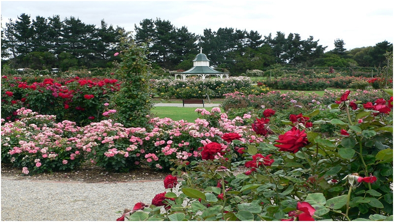 Rose Garden 2