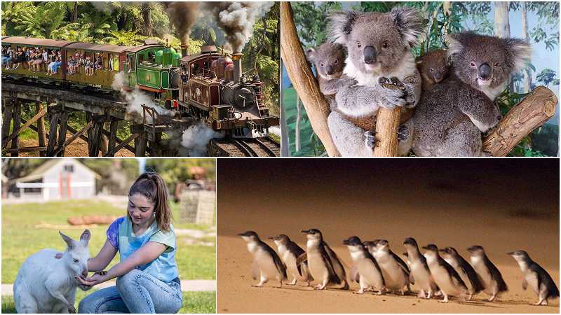 【墨爾本旅遊行程】丹頓農山蒸汽火車+Maru野生動物園+企鵝島
